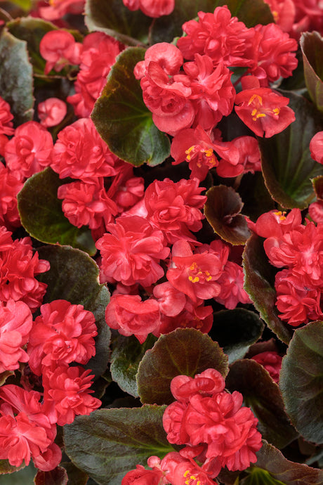 Begonia semperflorens 'Double Up™' Red'