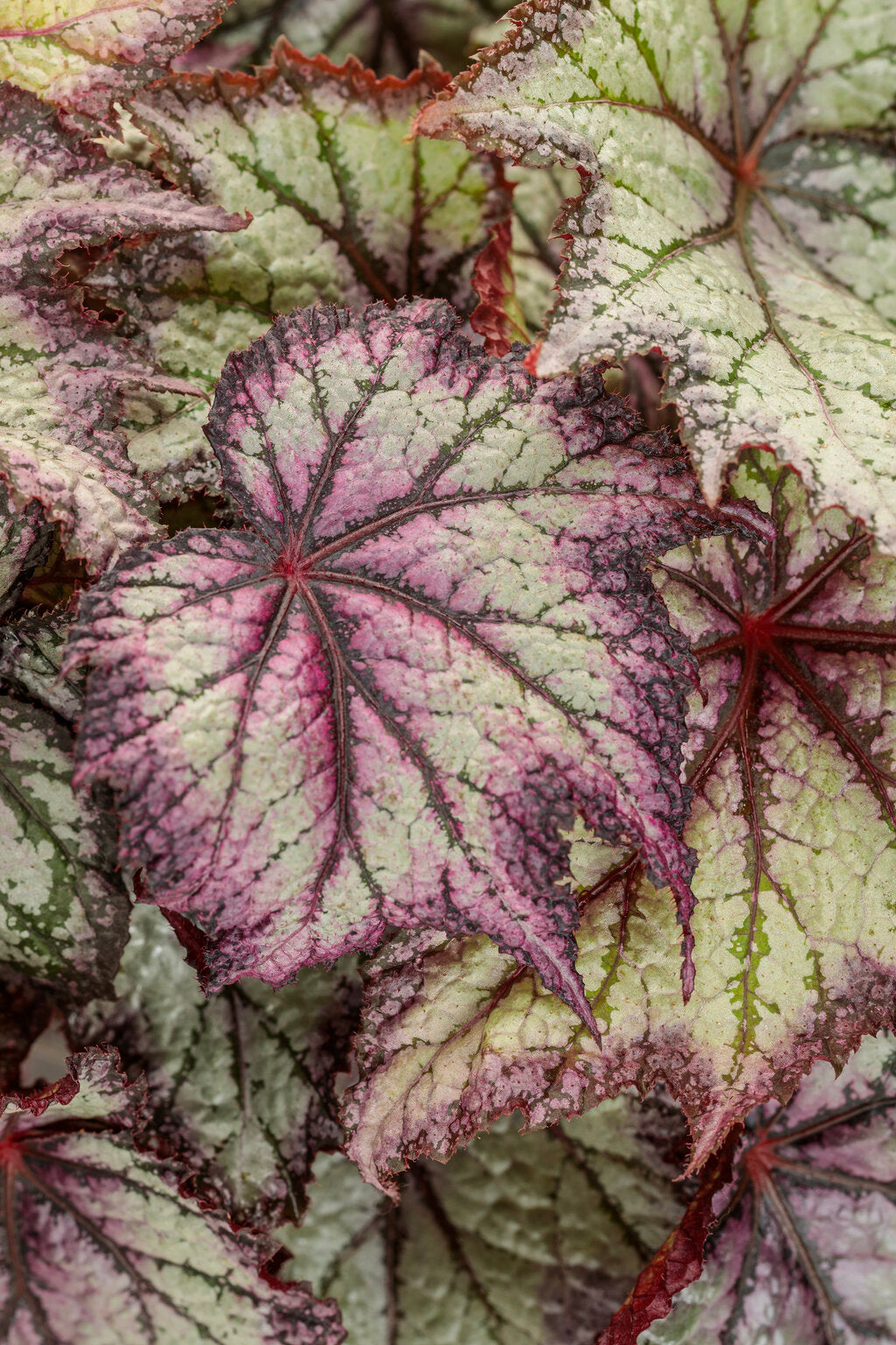 Begonia Space Age™ 'Europa™'