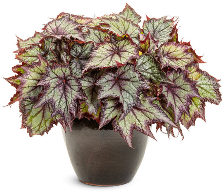 Begonia Space Age™ 'Europa™'