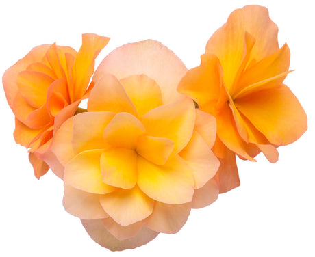 Begonia 'Solenia® Apricot' bloom