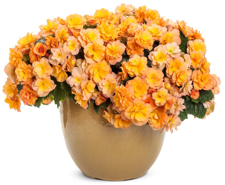 Begonia 'Solenia® Apricot' in pot