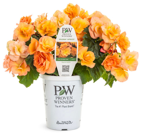 Begonia 'Solenia® Apricot' in grower pot