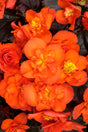 Begonia 'Solenia® Chocolate Orange' close up