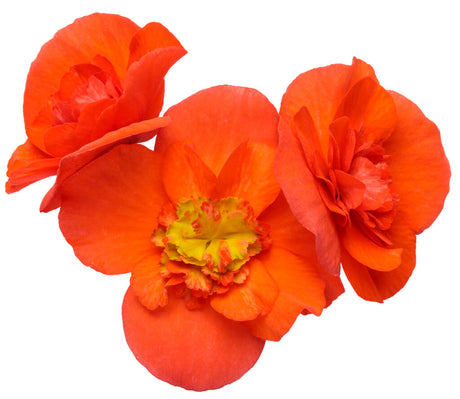 Begonia 'Solenia® Chocolate Orange' bloom
