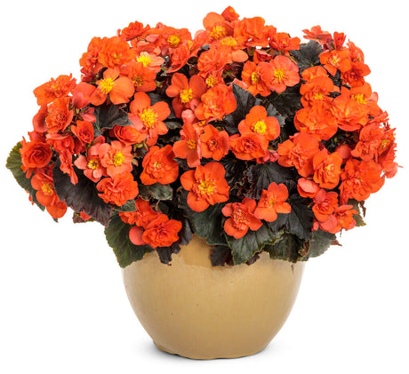 Begonia 'Solenia® Chocolate Orange' in pot