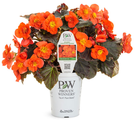 Begonia 'Solenia® Chocolate Orange' in grower pot