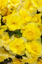 Begonia 'Solenia® Yellow'