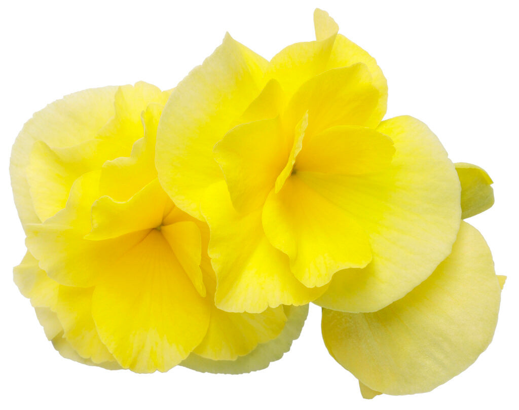 Begonia 'Solenia® Yellow' bloom