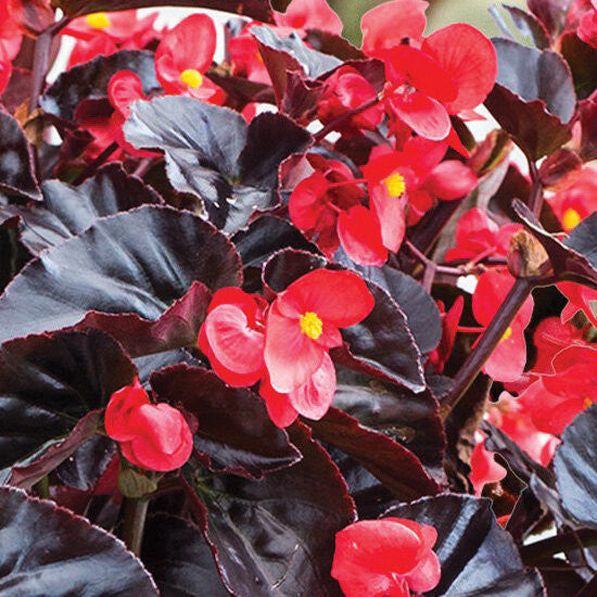 Begonia x hybrida 'Surefire® Cherry Cordial™' close up