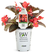 Begonia x hybrida 'Surefire® Cherry Cordial™' in pot