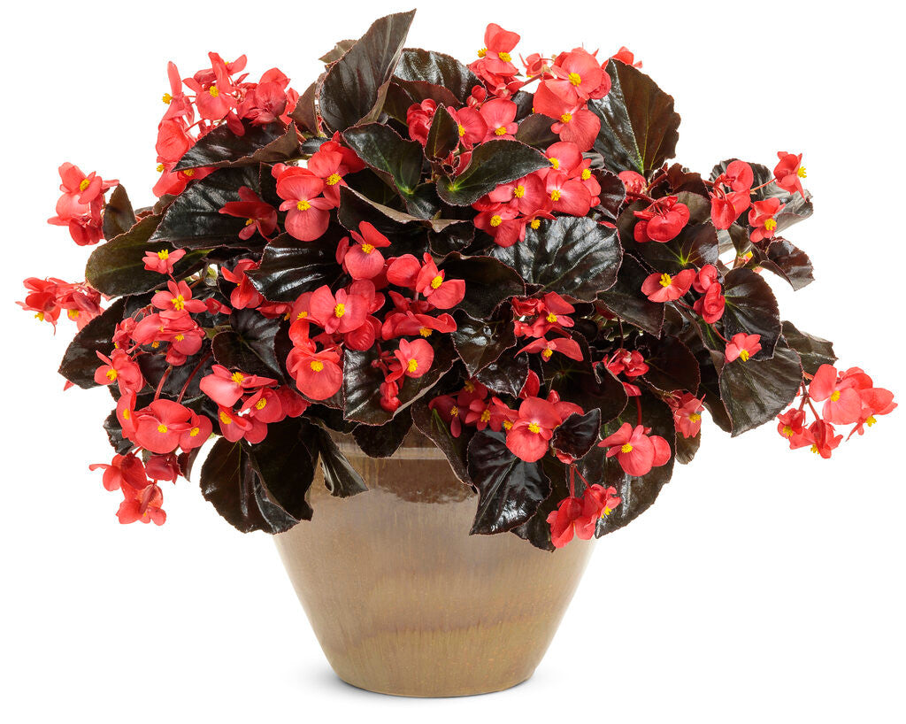 Begonia x hybrida 'Surefire® Cherry Cordial™' in decorative pot