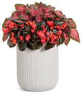 Begonia x hybrida 'Surefire® Cherry Cordial™' combination