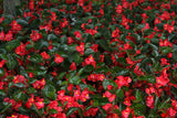 Begonia benariensis 'Surefire® Red'