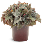 Begonia Space Age™ 'Triton™'