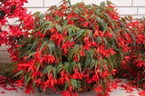 Begonia boliviensis 'Santa Cruz®'