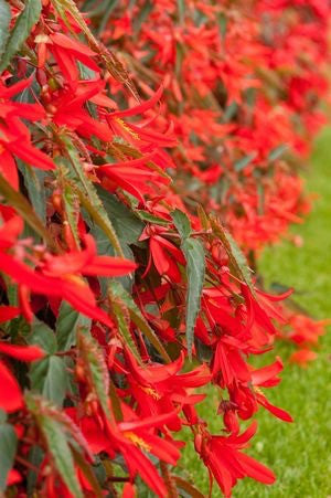 Begonia boliviensis 'Santa Cruz®'