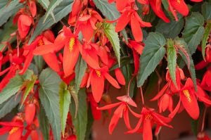 Begonia boliviensis 'Santa Cruz®' close up