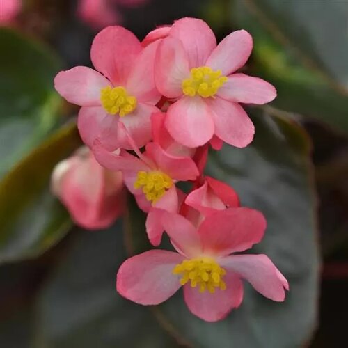 A close up of pink flowers with a yellow center on a background of dark green foliage.