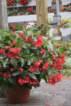 Begonia hybrid 'Dragon Wing® Red'