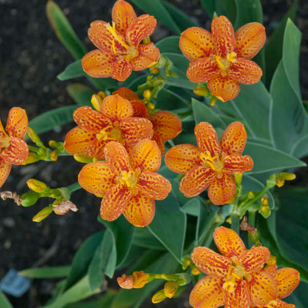 Romence Gardens Belamcanda chinensis Freckle Face - Thumbnail 2