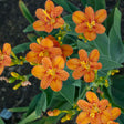 Belamcanda chinensis 'Freckle Face' flowers