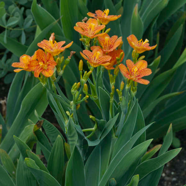 Romence Gardens Belamcanda chinensis Freckle Face