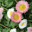 Bellis perennis 'Pomponette Mix'