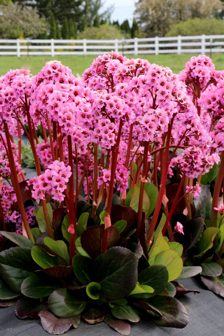 Bergenia 'Spring Fling'