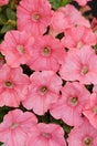 Petunia hybrid 'Supertunia® Bermuda Beach® Improved'