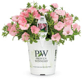 Petunia hybrid 'Supertunia® Bermuda Beach®' in grower pot