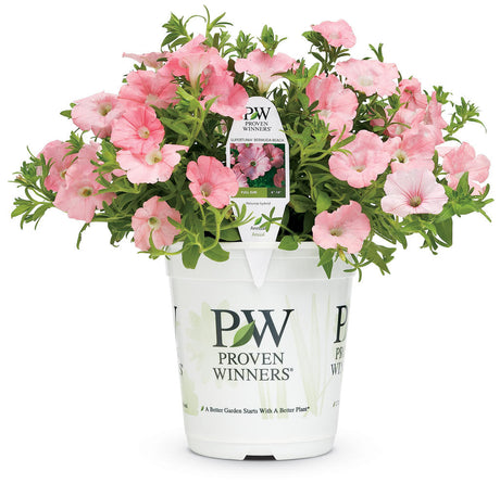 Petunia hybrid 'Supertunia® Bermuda Beach®' in grower pot