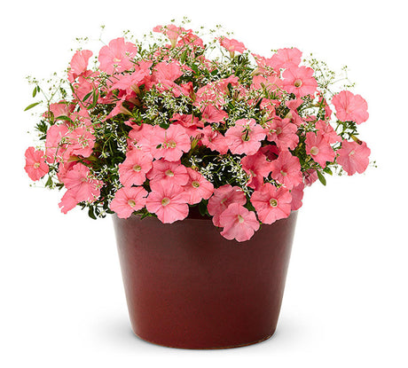 Petunia hybrid 'Supertunia® Bermuda Beach®' in decorative pot