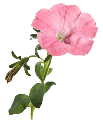 Petunia hybrid 'Supertunia® Bermuda Beach®' flower