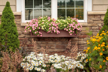 Petunia hybrid 'Supertunia® Bermuda Beach®' combination