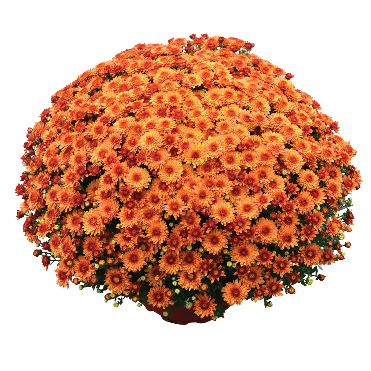 Chrysanthemum 'Beverly™ Orange'