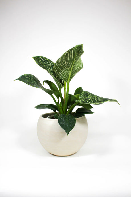 Philodendron 'Birkin' in ceramic pot