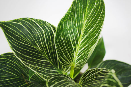 Close up of Philodendron 'Birkin' foliage