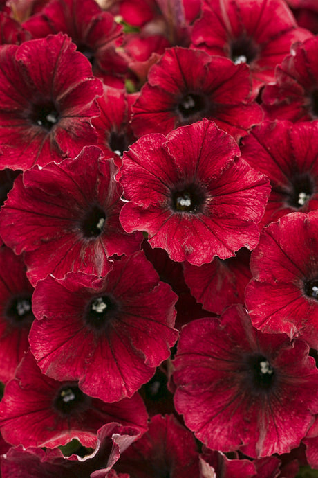 Petunia hybrid 'Supertunia® Black Cherry®'