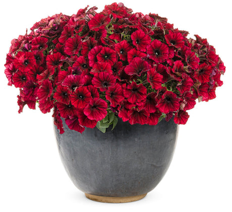 Petunia hybrid 'Supertunia® Black Cherry®' in decorative pot