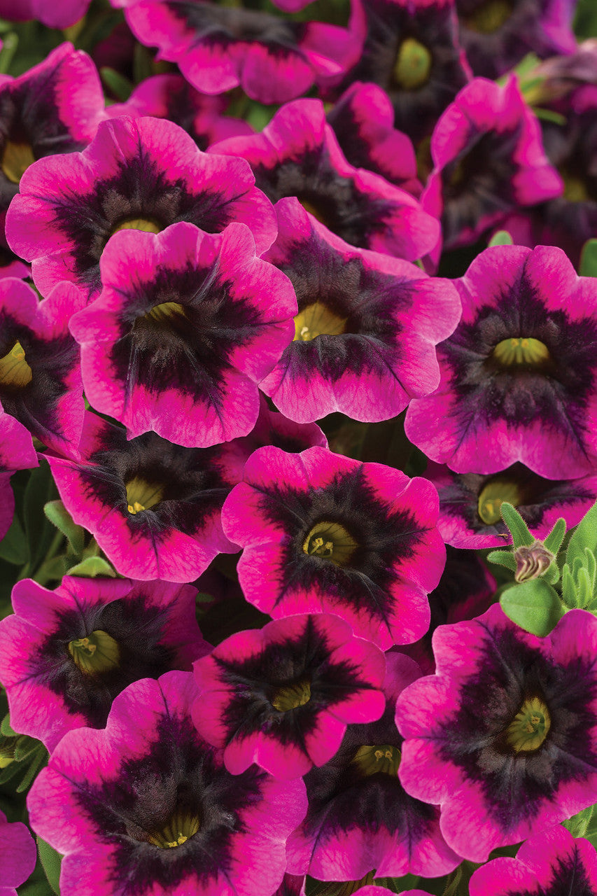 Calibrachoa hybrid 'Superbells® Blackcurrant Punch™' – Romence