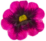 Calibrachoa hybrid 'Superbells® Blackcurrant Punch™' flower