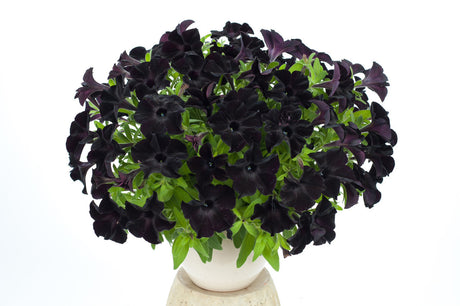 Petunia hybrida 'Black Magic'