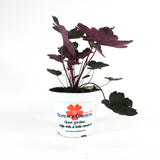 Heuchera hybrida Coral Bells 'Carnival Black Olive' in 4.5" Plastic Pot