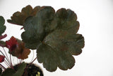 Close up of Heuchera hybrida Coral Bells 'Carnival Black Olive' foliage