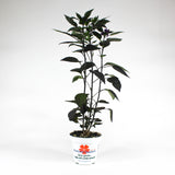 Ornamental Pepper 'Black Pearl' in 4.5" plastic pot