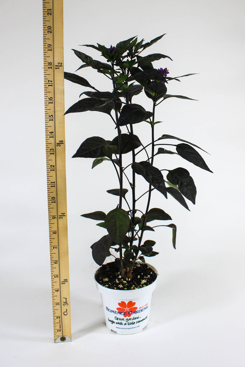 Ornamental Pepper 'Black Pearl' compared to a ruler