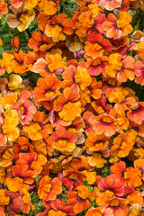 Nemesia hybrid 'Sunsatia® Blood Orange™'