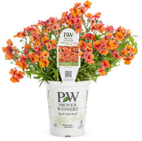 Nemesia hybrid 'Sunsatia® Blood Orange™' in grower pot