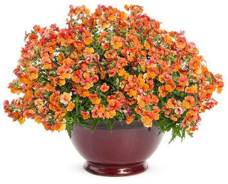 Nemesia hybrid 'Sunsatia® Blood Orange™' in decorative pot