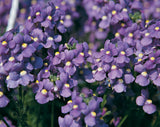 Nemesia fruticans 'Bluebird'